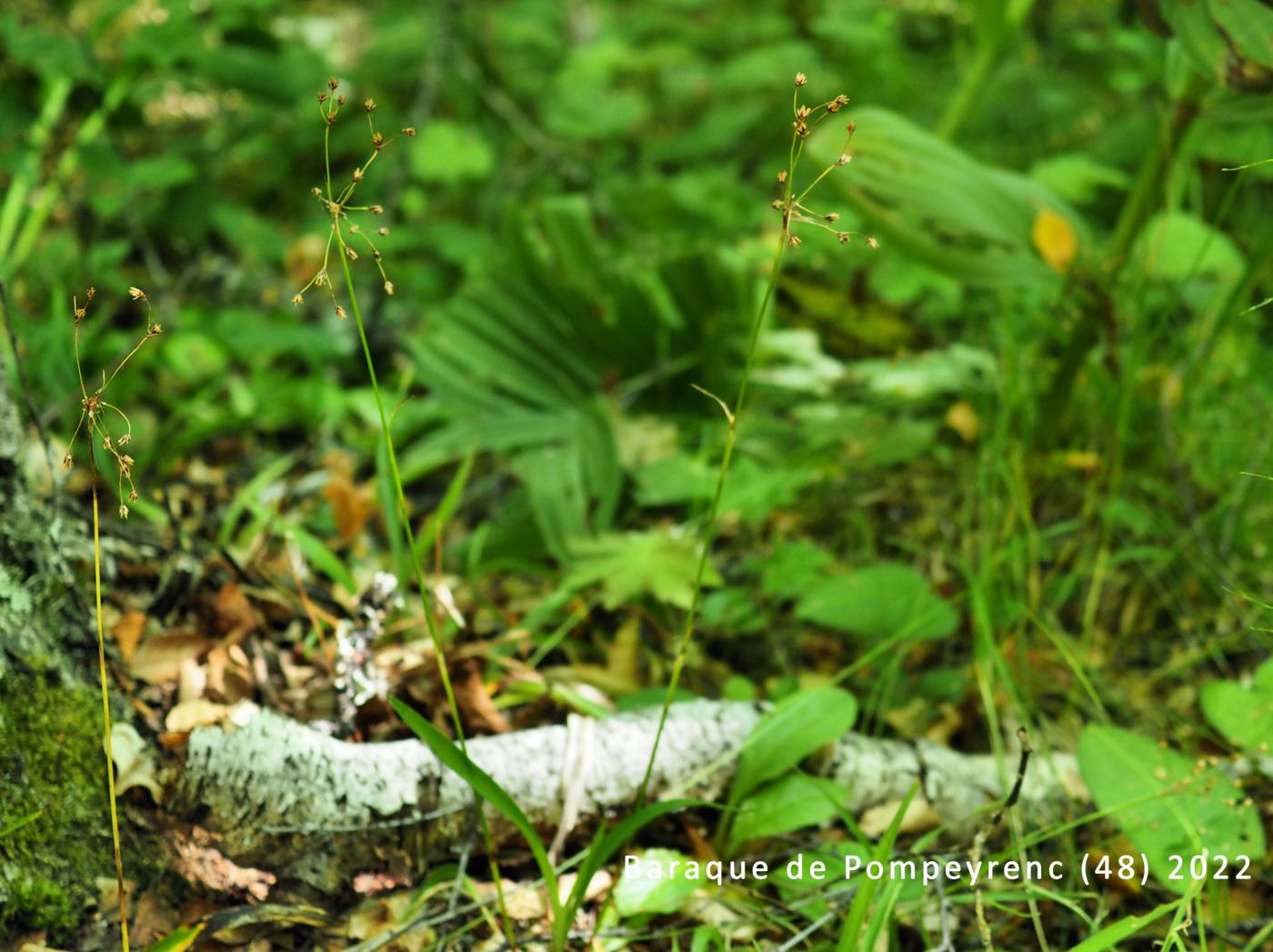 Woodrush, Lesser Hairy plant